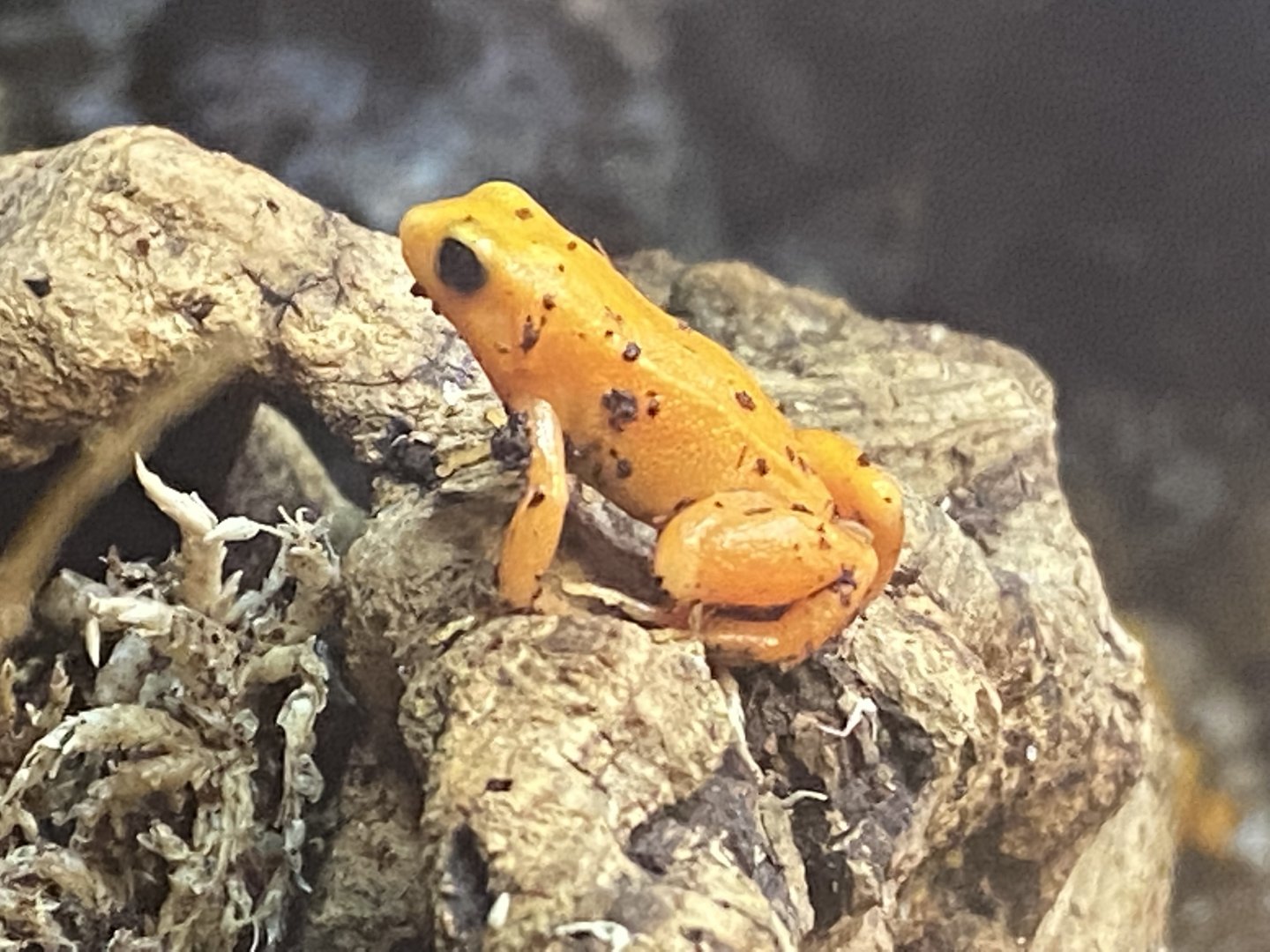 The Dissscovery Zone - Golden mantella 110722