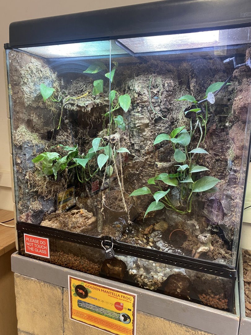 The Dissscovery Zone - Golden mantella exhibit 110722