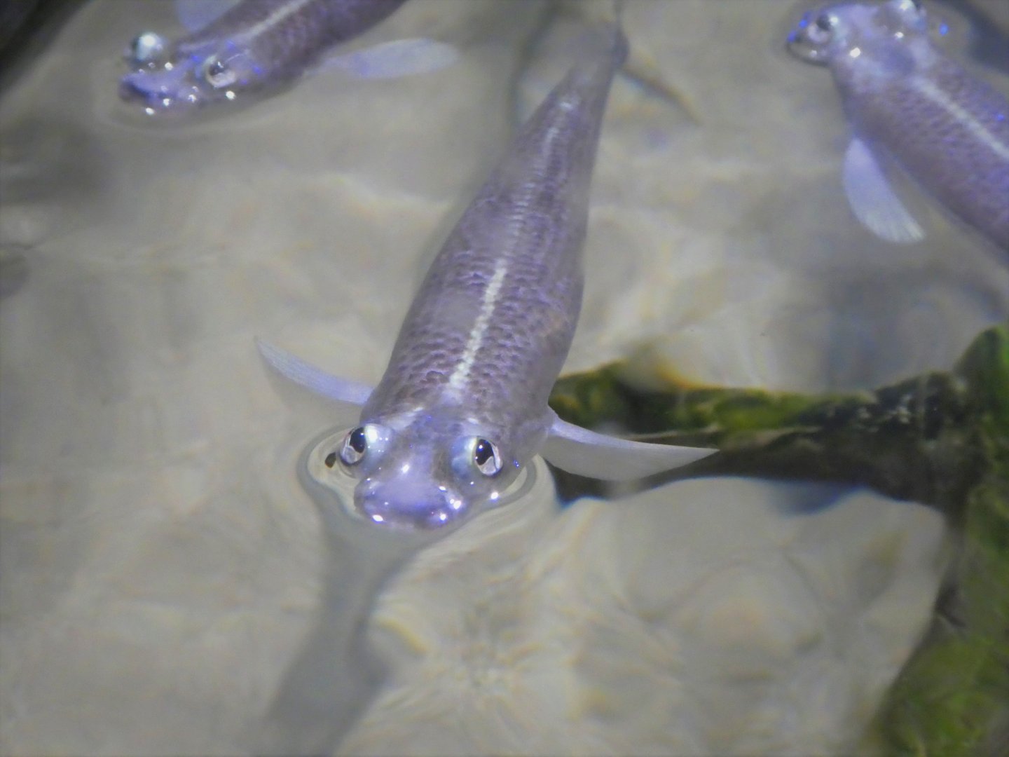 The Dive - Look Closer Gallery - Largescale Four-Eyes