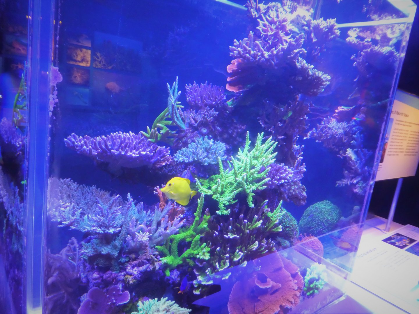 The Dive - Look Closer Gallery - Reef Tank