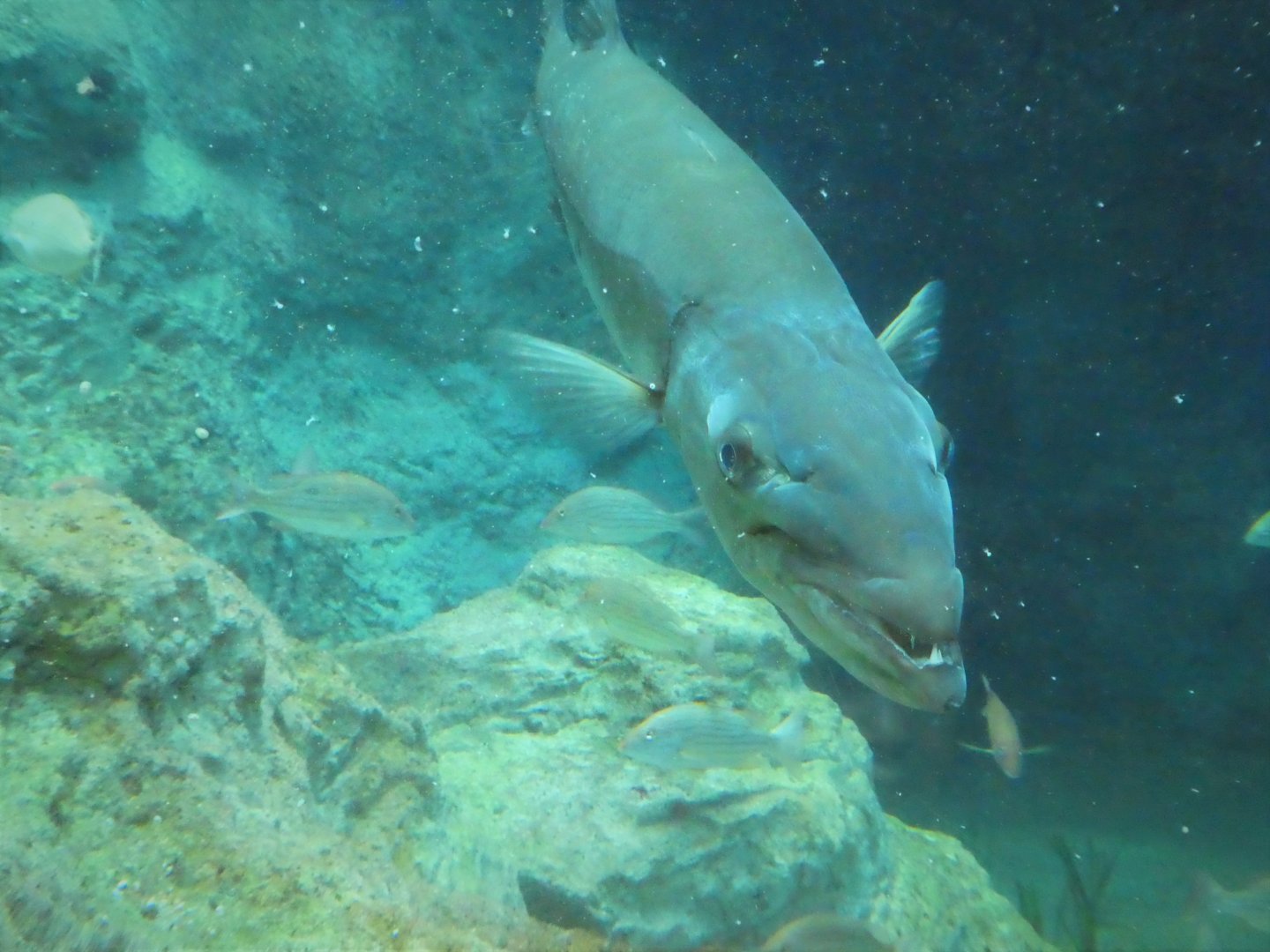 The Dive - Mangrove Forest - Great Barracuda