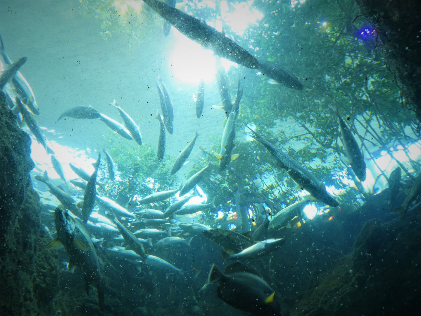 The Dive - Mangrove Forest Habitat from Below