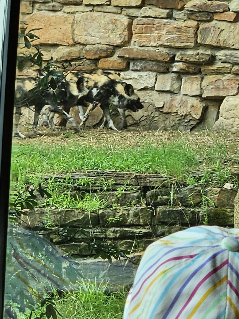 The dogs socializing