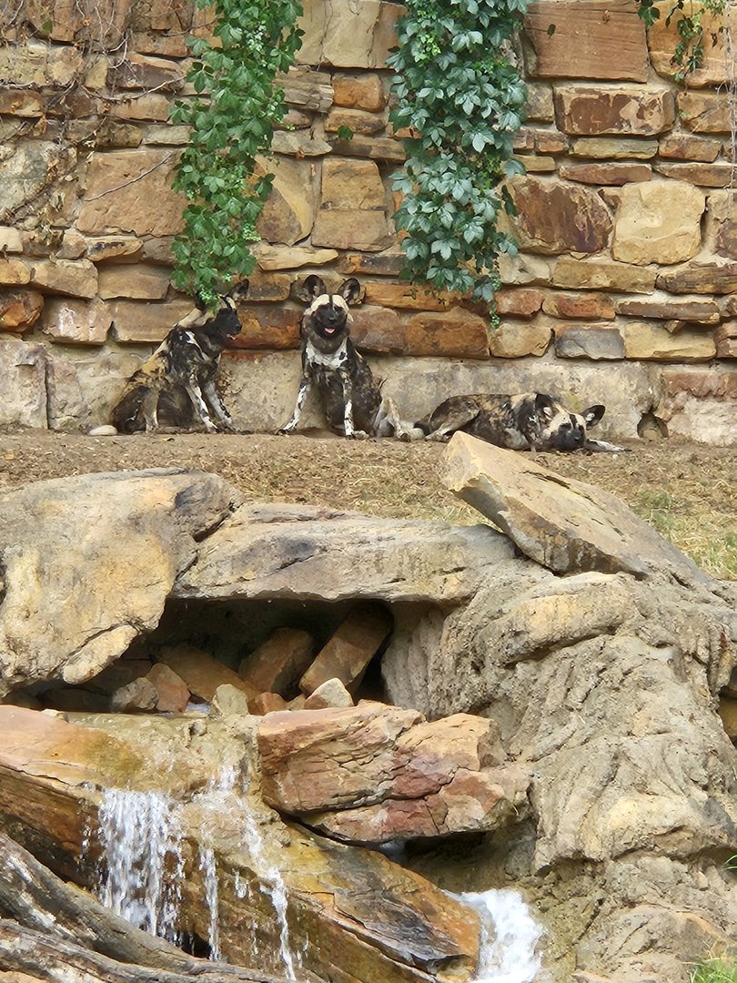 The dogs taking it easy