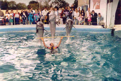 The Dolphin Show in the Dolphinarium at Flamingo Park