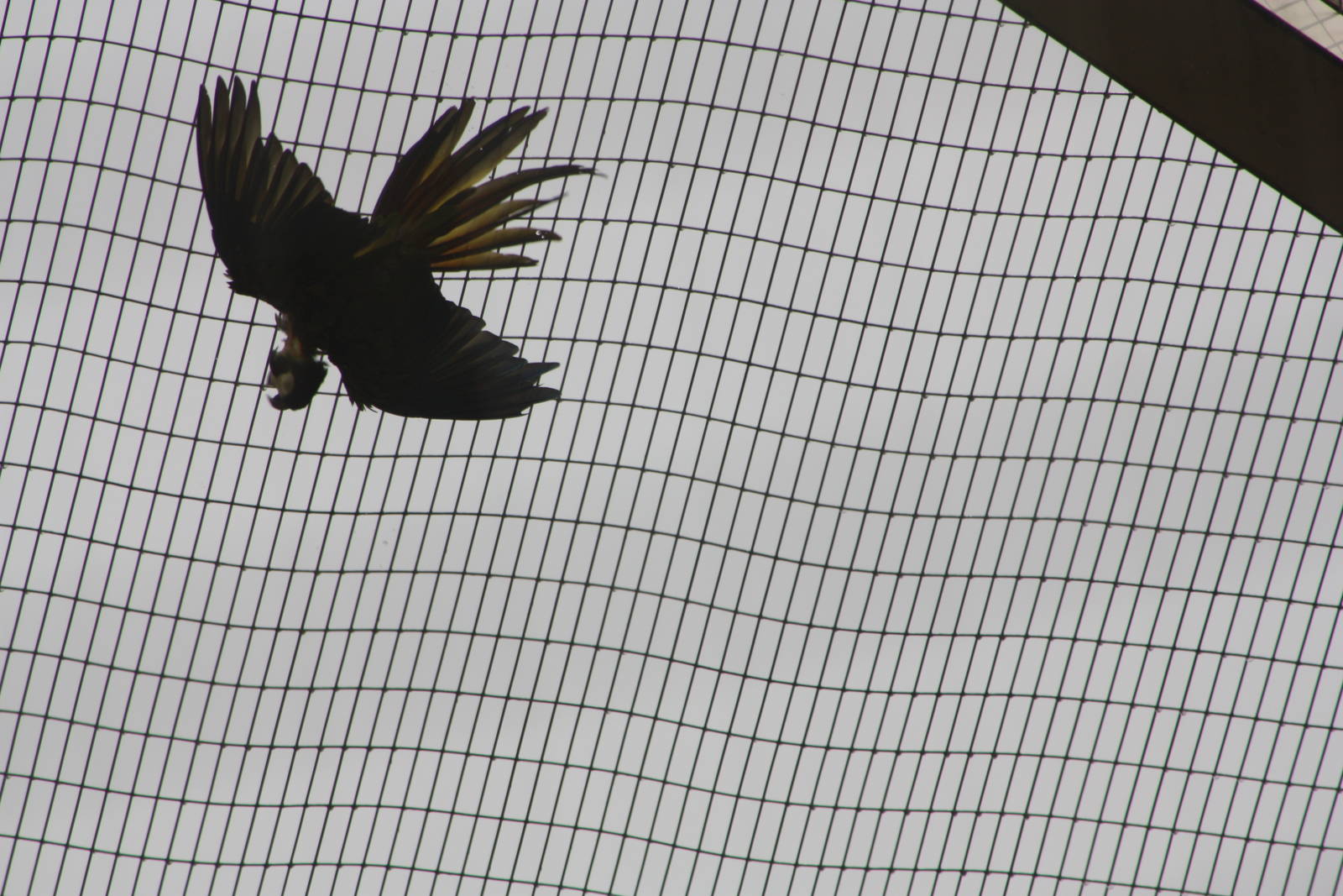 The downpour was enjoyed by some, 7th July 2014