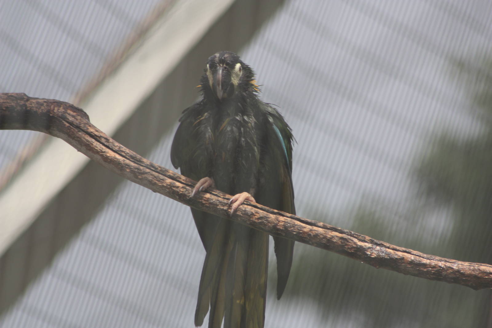 The downpour was enjoyed by some, 7th July 2014