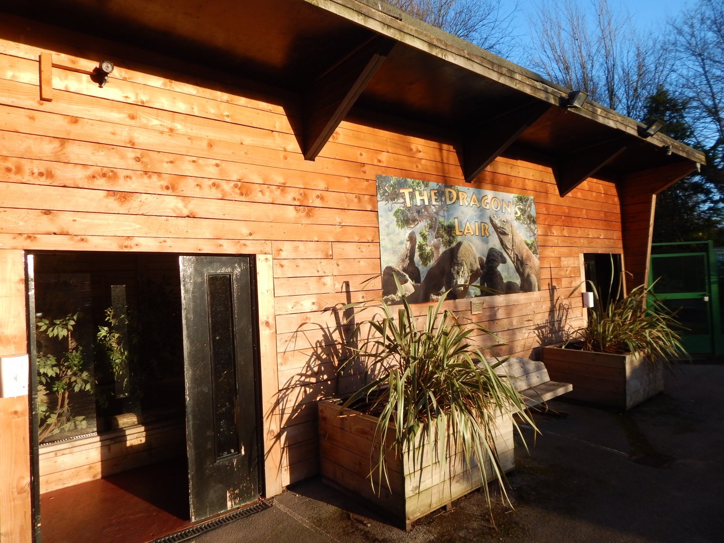 The Dragon's Lair - Komodo Dragon exhibit 260124