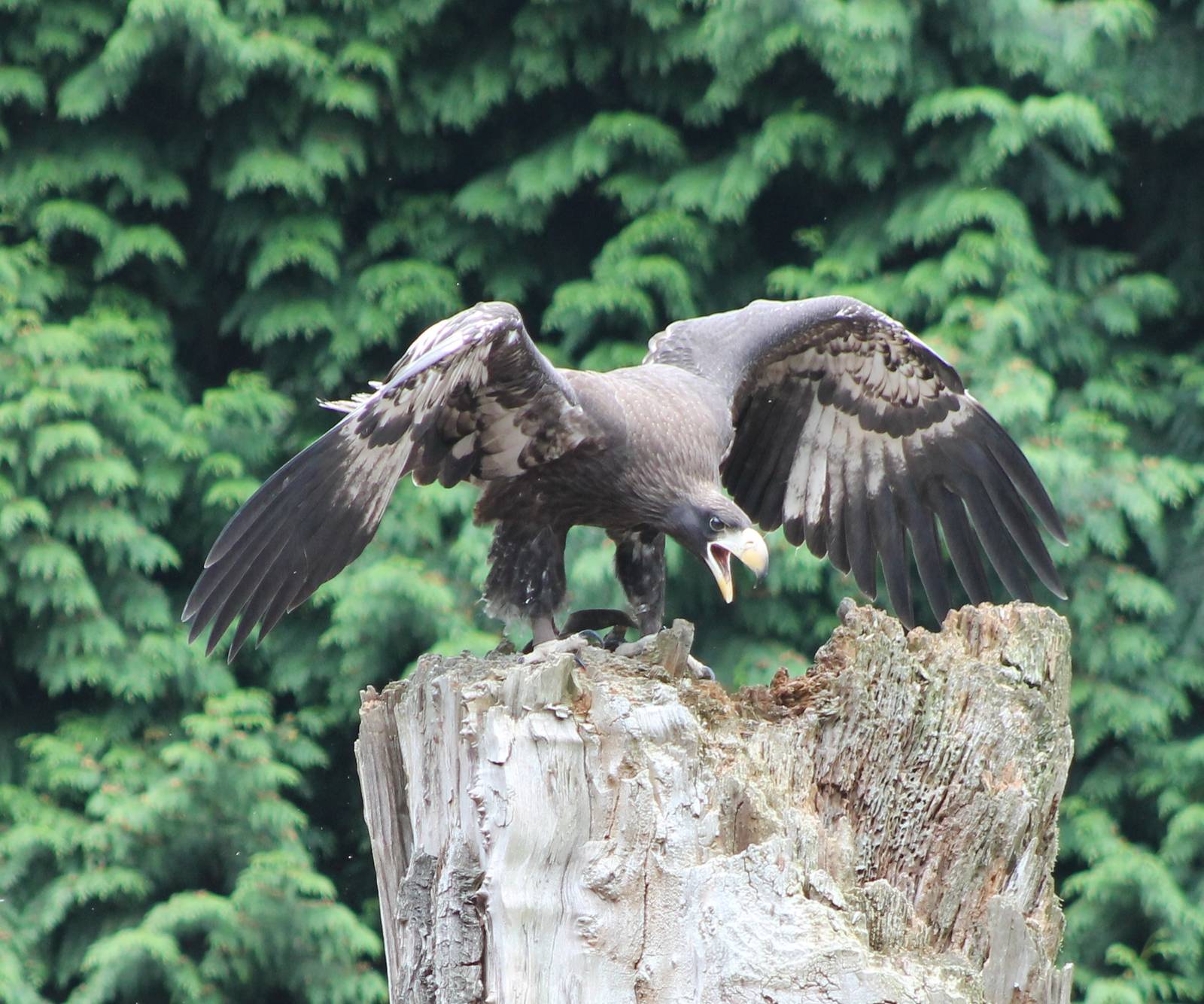 The Eagle has landed....