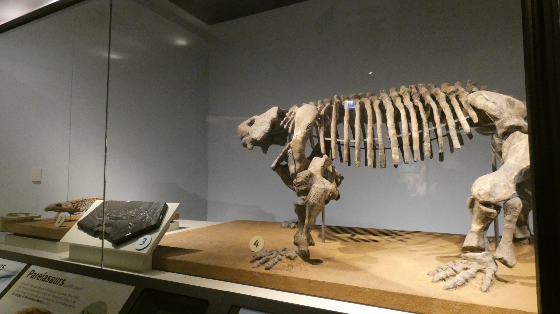 The Earliest Dinosaurs Skeletons, Evolving Planet - Feb. 2022