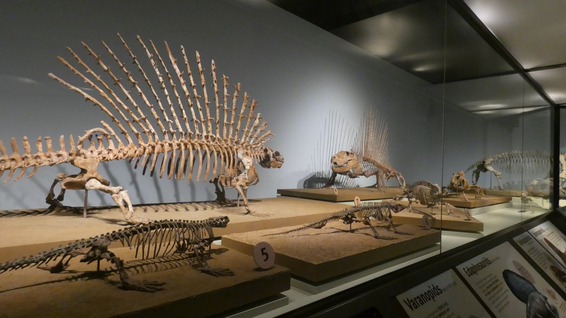 The Earliest Dinosaurs Skeletons, Evolving Planet - Feb. 2022