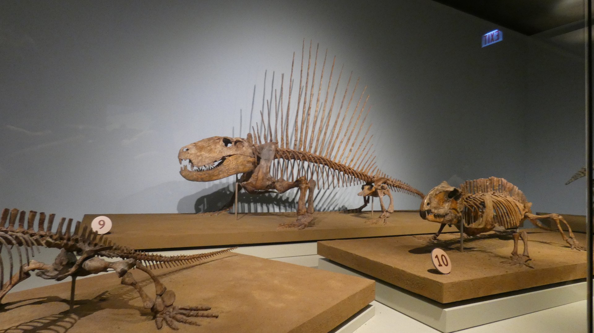 The Earliest Dinosaurs Skeletons, Evolving Planet - Feb. 2022