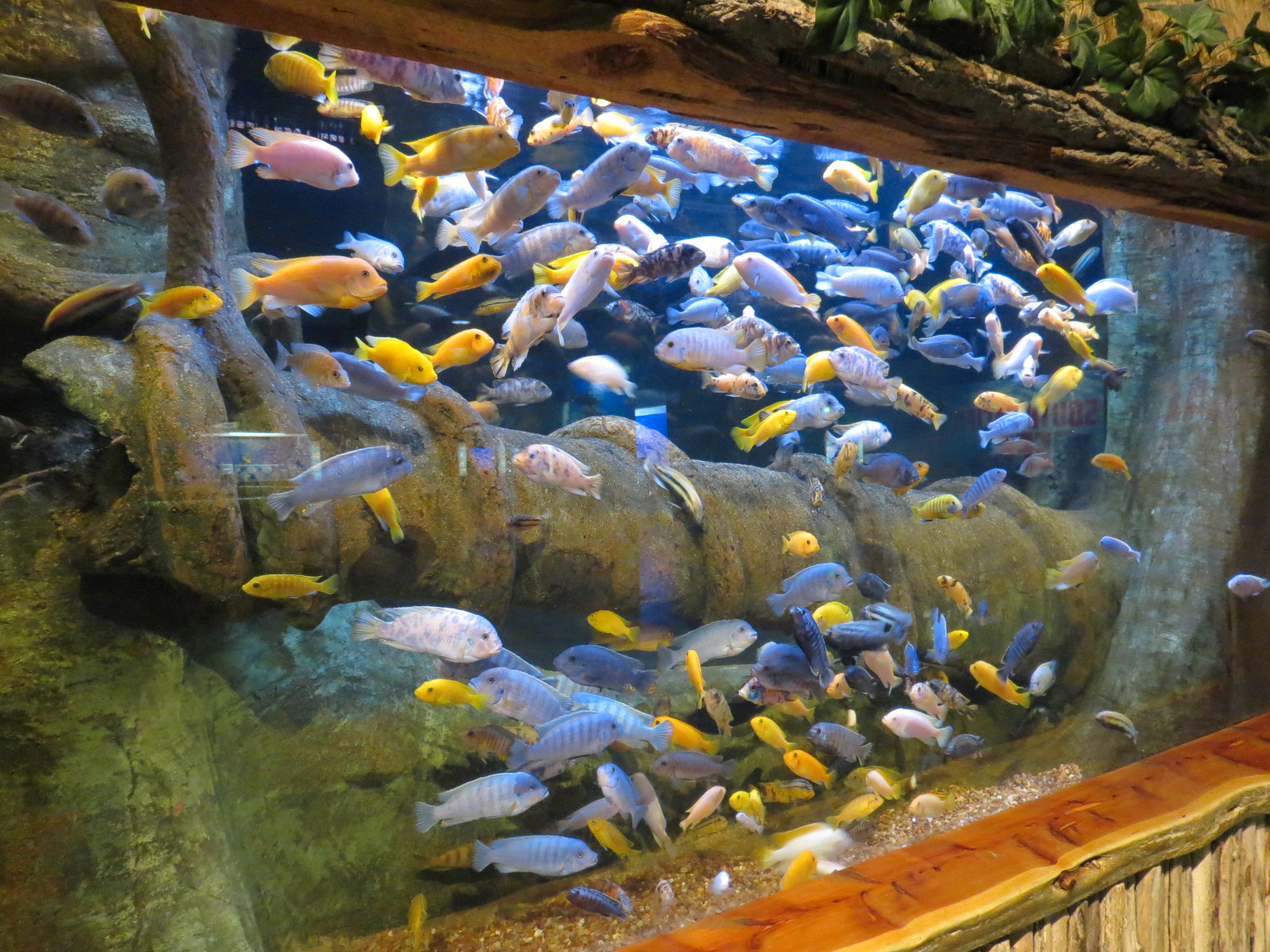 The Ecozone - African Cichlids Exhibit
