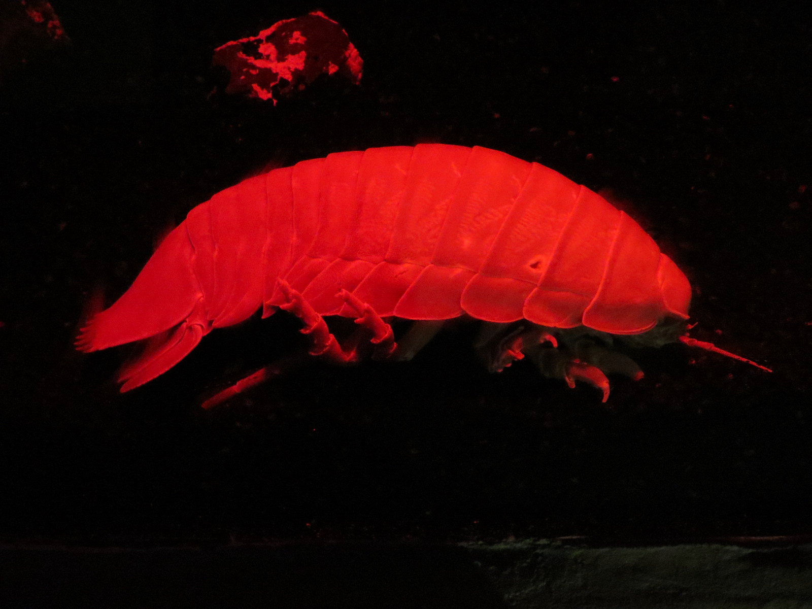 The Ecozone - Discovery Caves - Giant Isopod