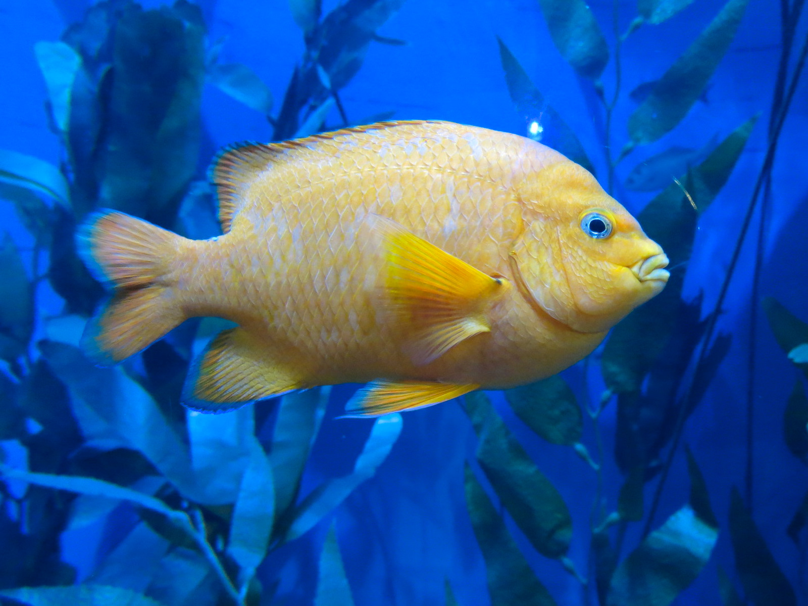 The Ecozone - Kelp Forest - Garibaldi