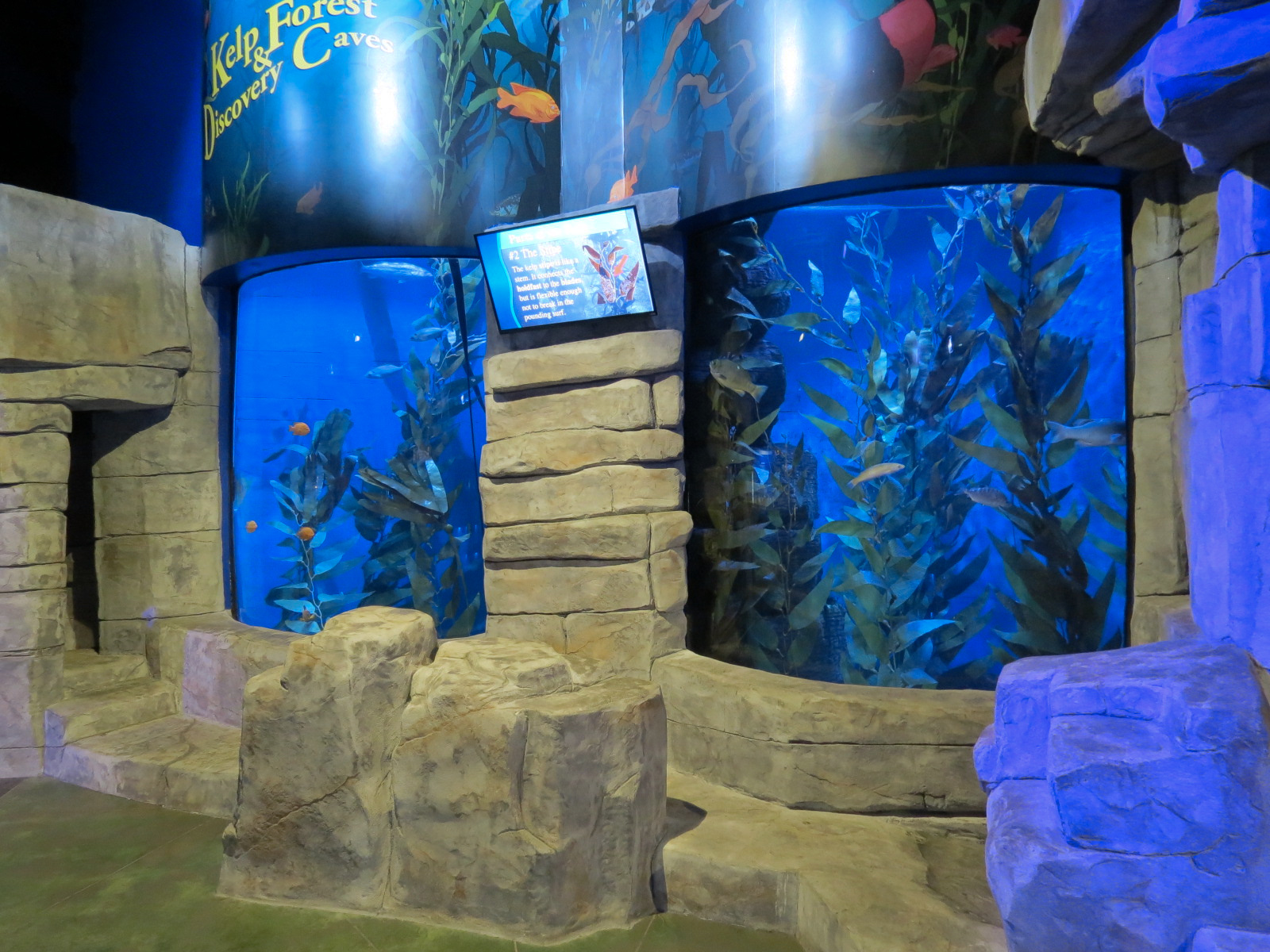 The Ecozone - Kelp Forest