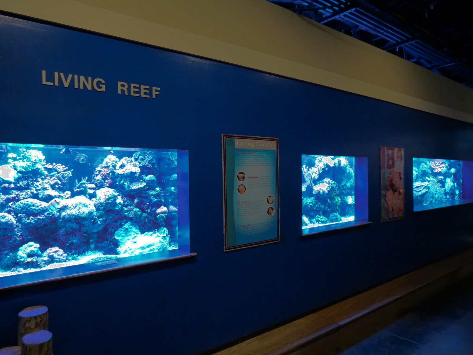 The Ecozone - The Living Reef Exhibits