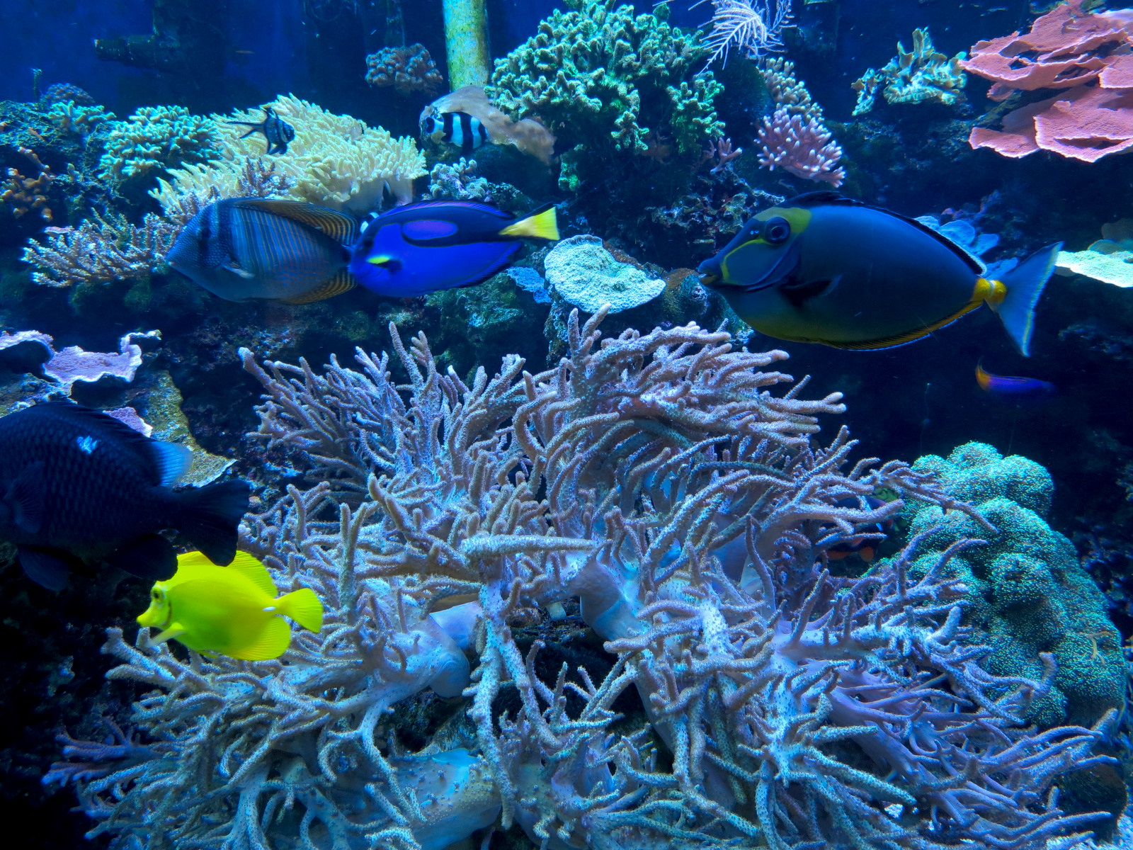 The Ecozone - The Living Reef Exhibits