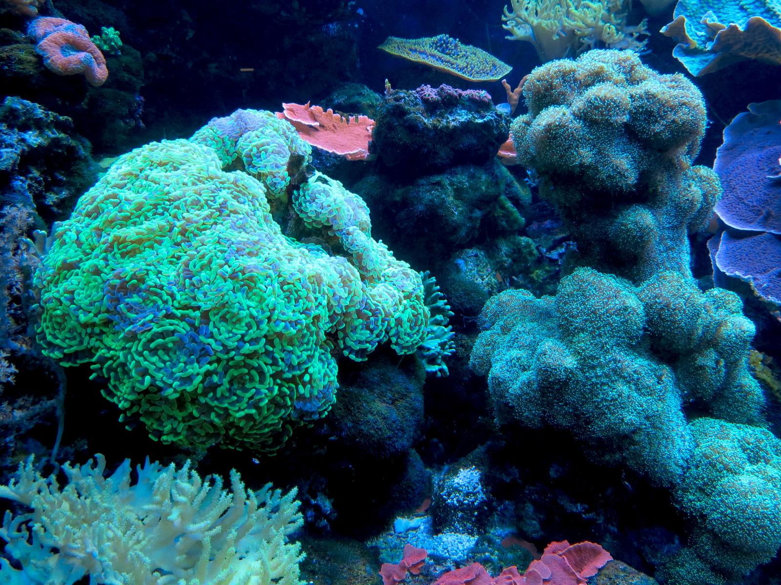 The Ecozone - The Living Reef Exhibits