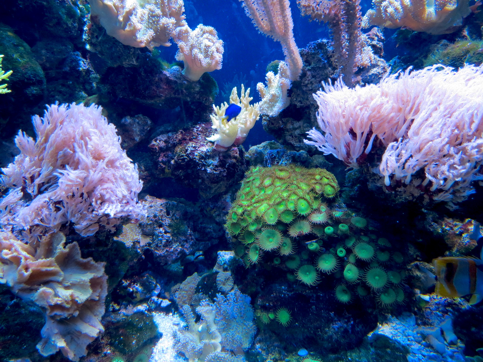 The Ecozone - The Living Reef Exhibits