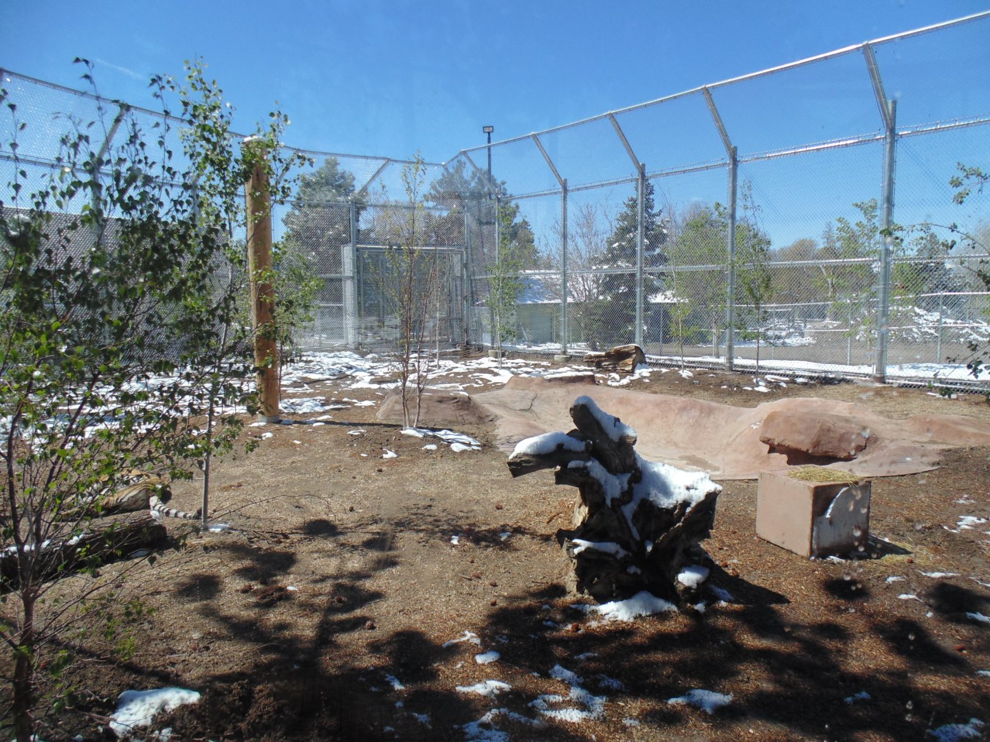 The Edge New Tiger Exhibit 2017