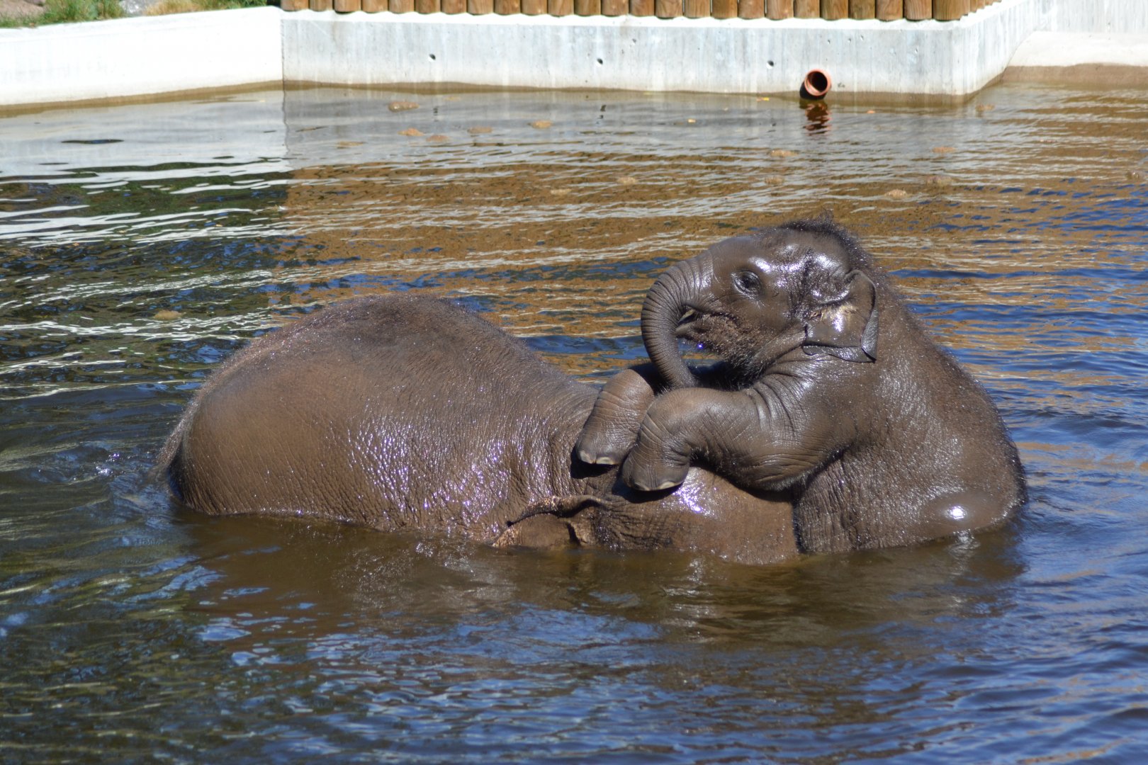 The elephant calf Namsai at the head of his mother Bua in Kolmården