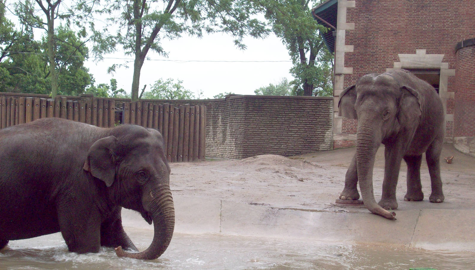 The Elephant Girls of Buffalo Zoo