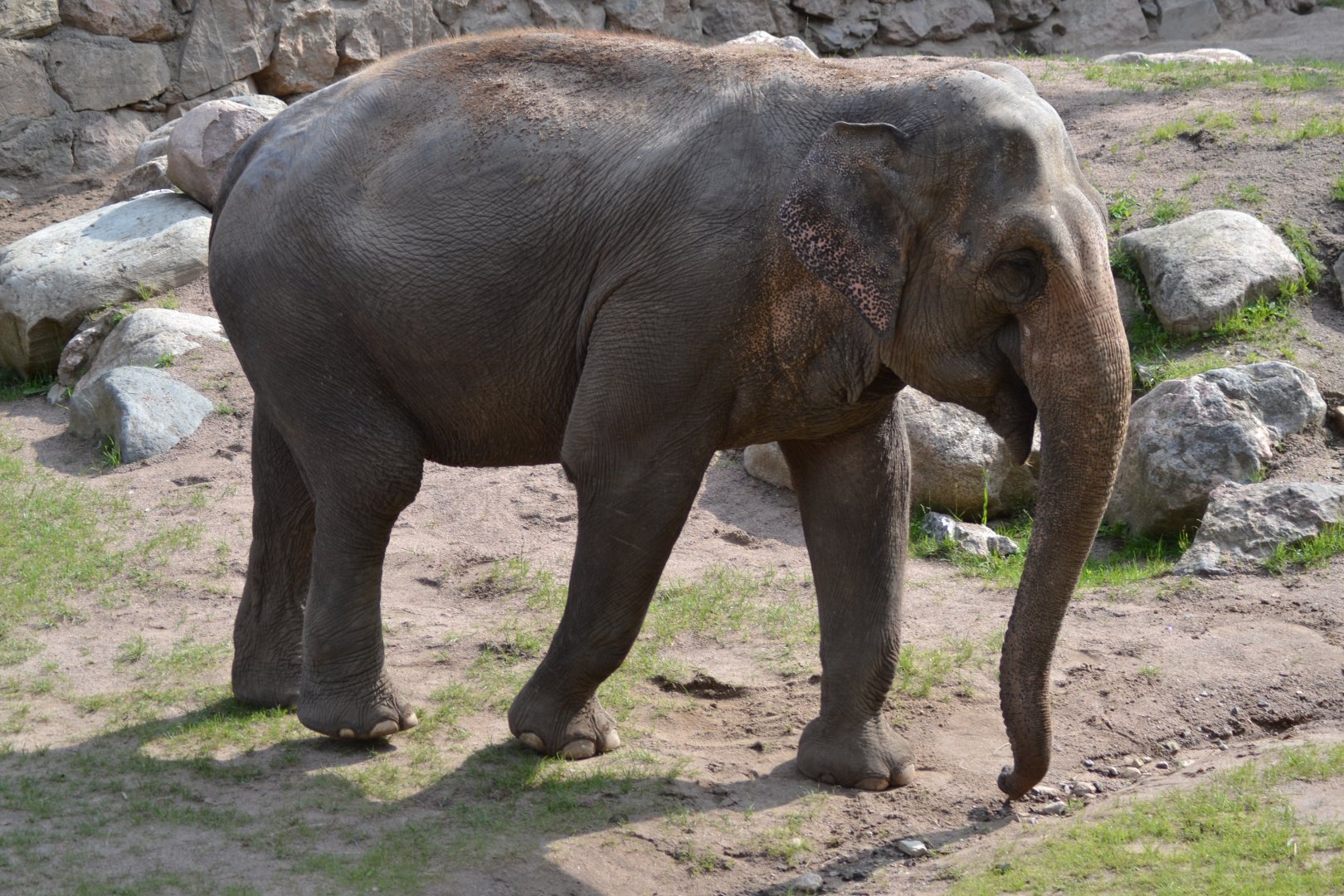 The elephant Saba at Kolmården