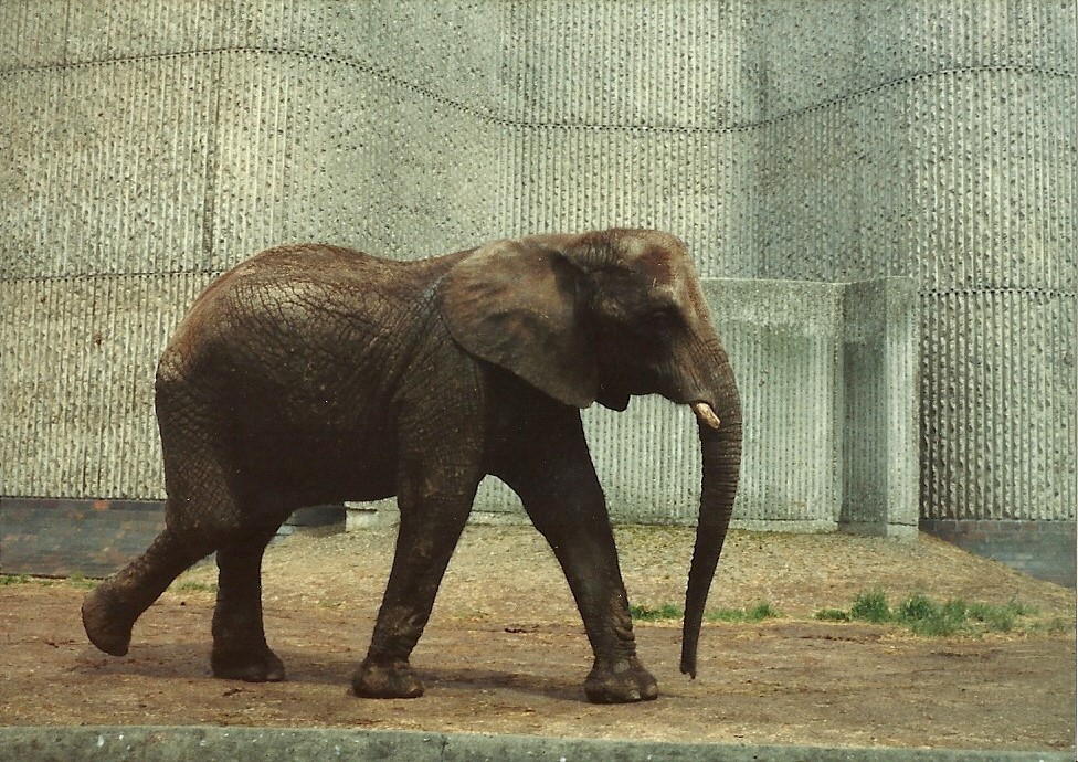 The elephant with a lot to answer for, 1982 or 1983