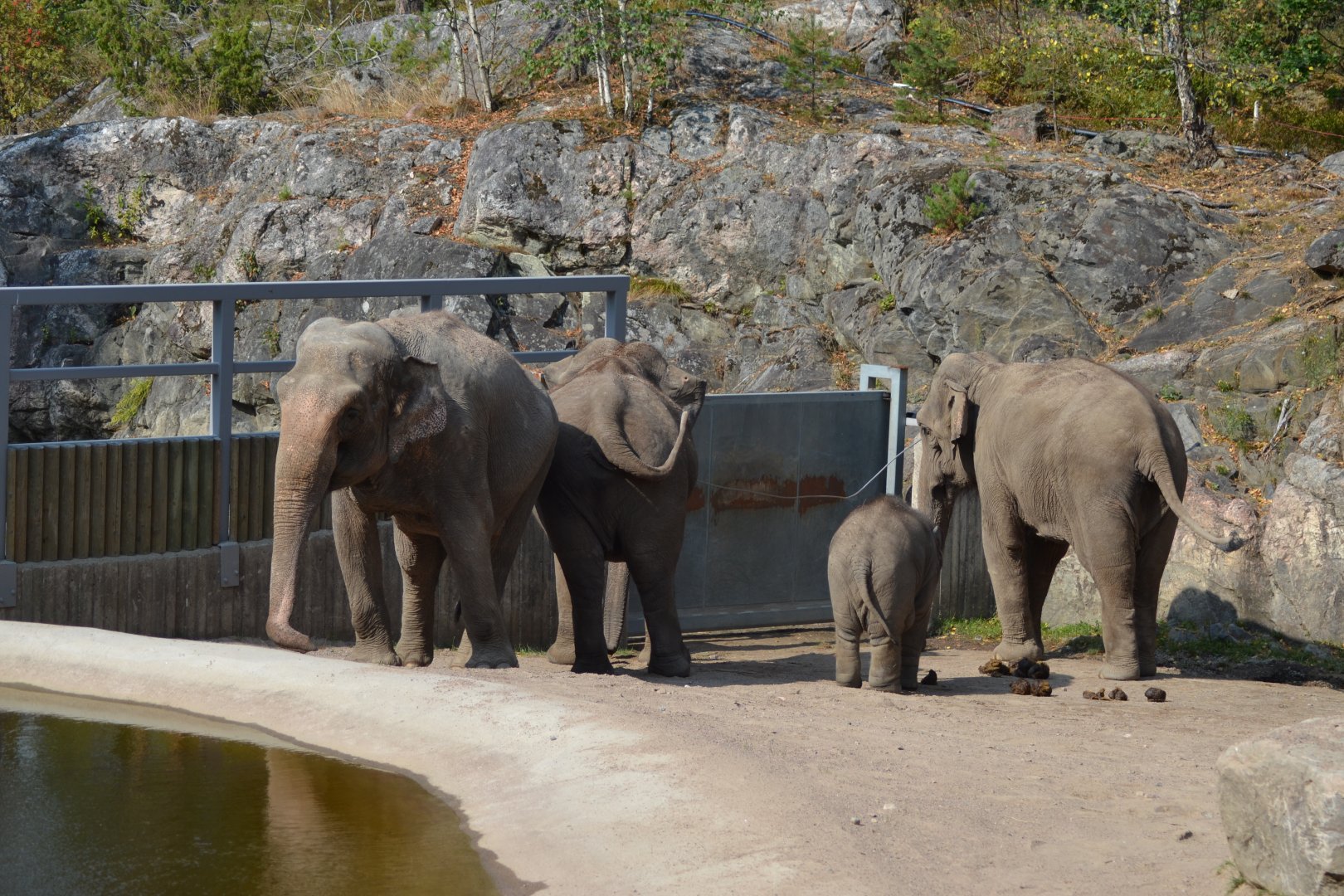 The elephants at Kolmården