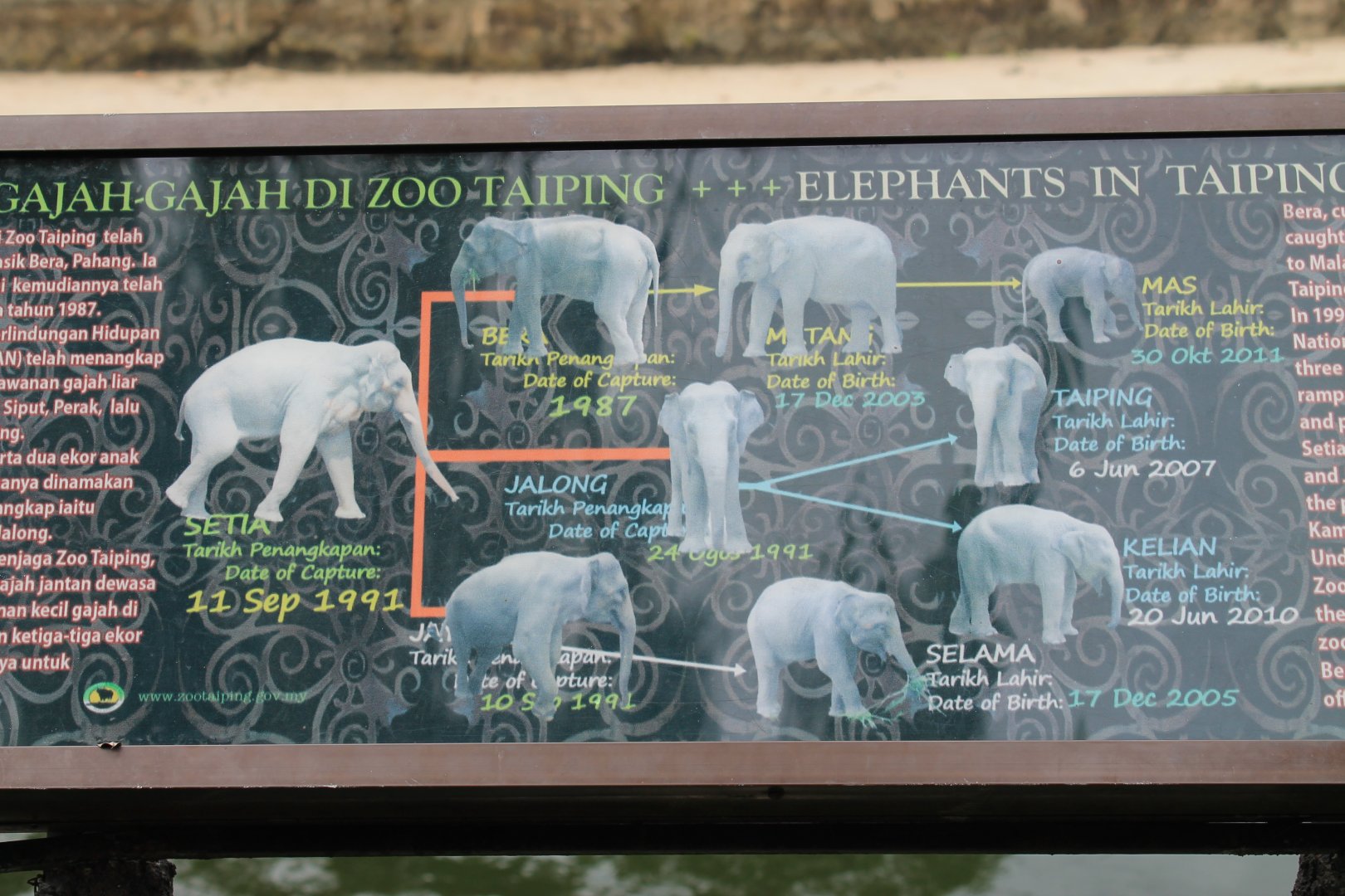 the elephants at the zoo