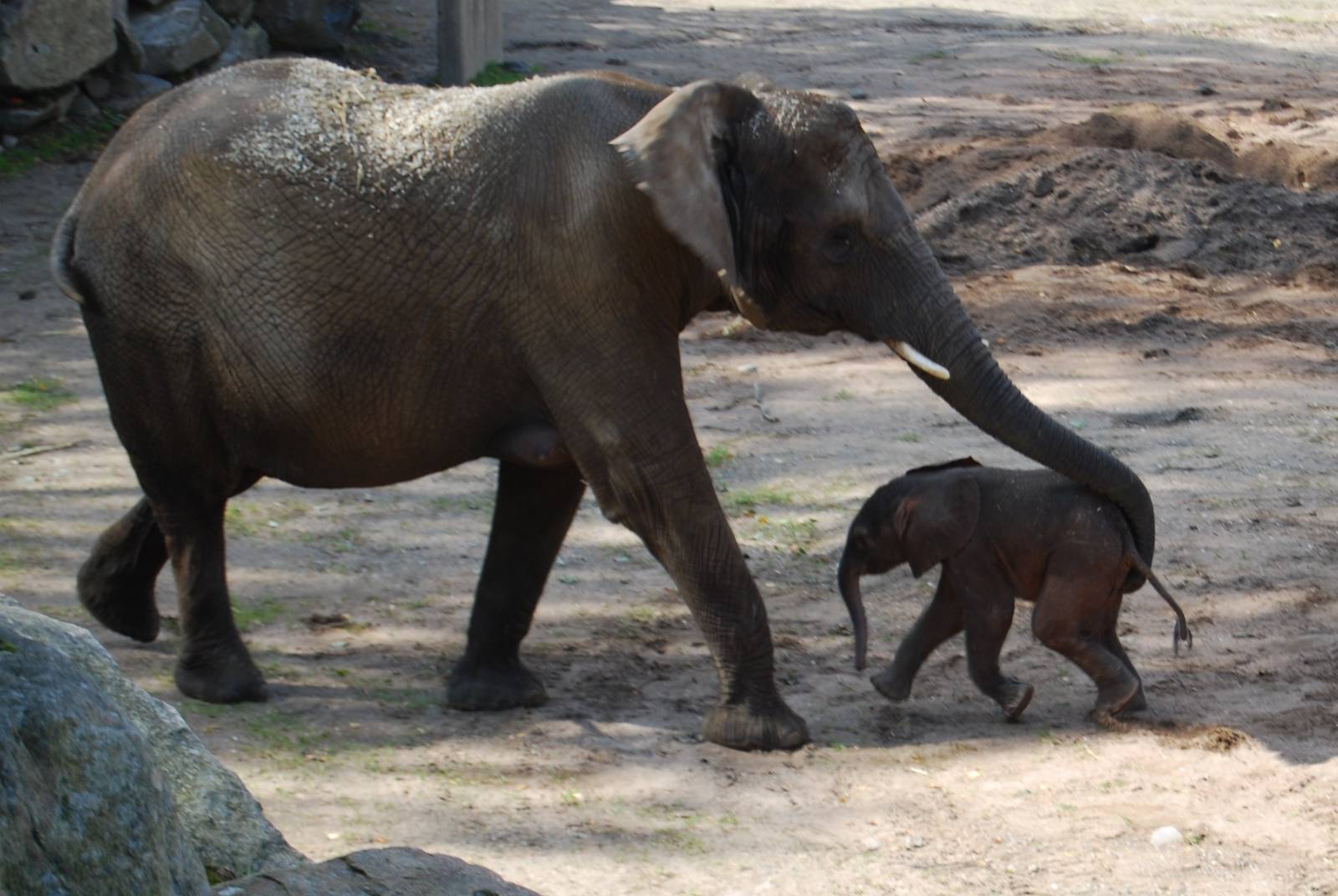 The elephants Dudu and M´Changa