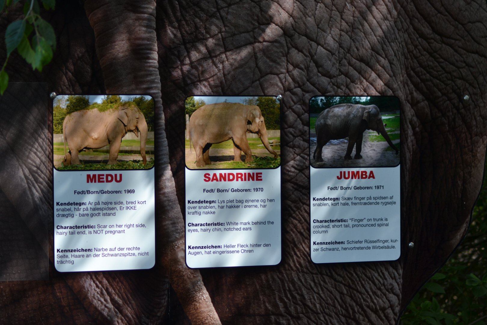 The elephants in Givskud Zoo - Medu, Sandrine and Jumba