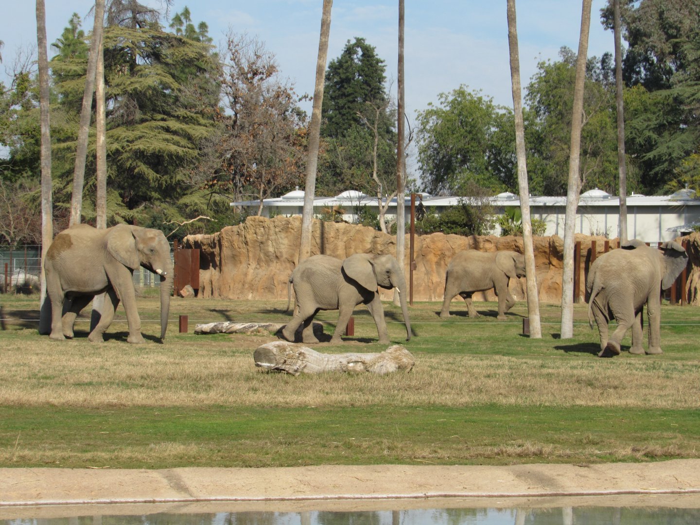 The Elephants of FCZ