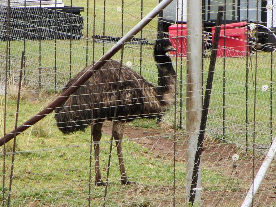The Elusive African Emu...