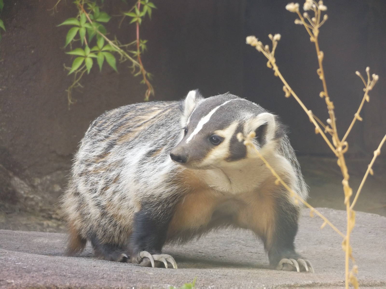 The Elusive American Badger
