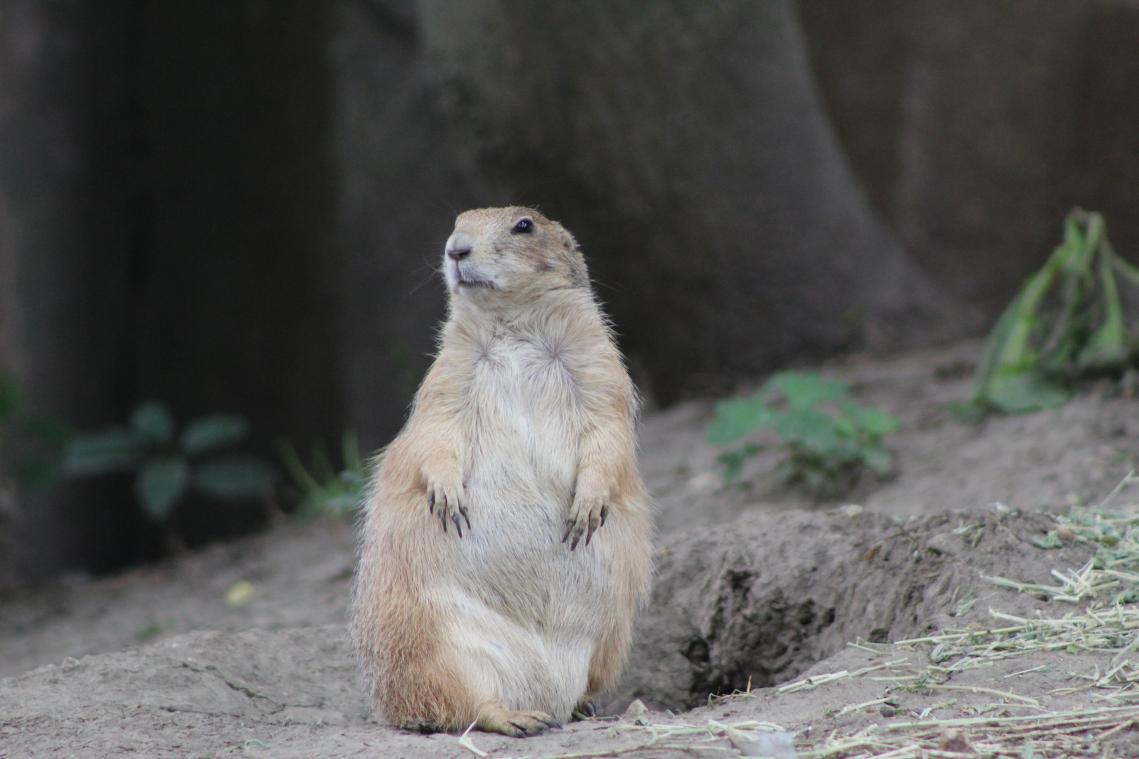 The Elusive Prairie Dog Returns