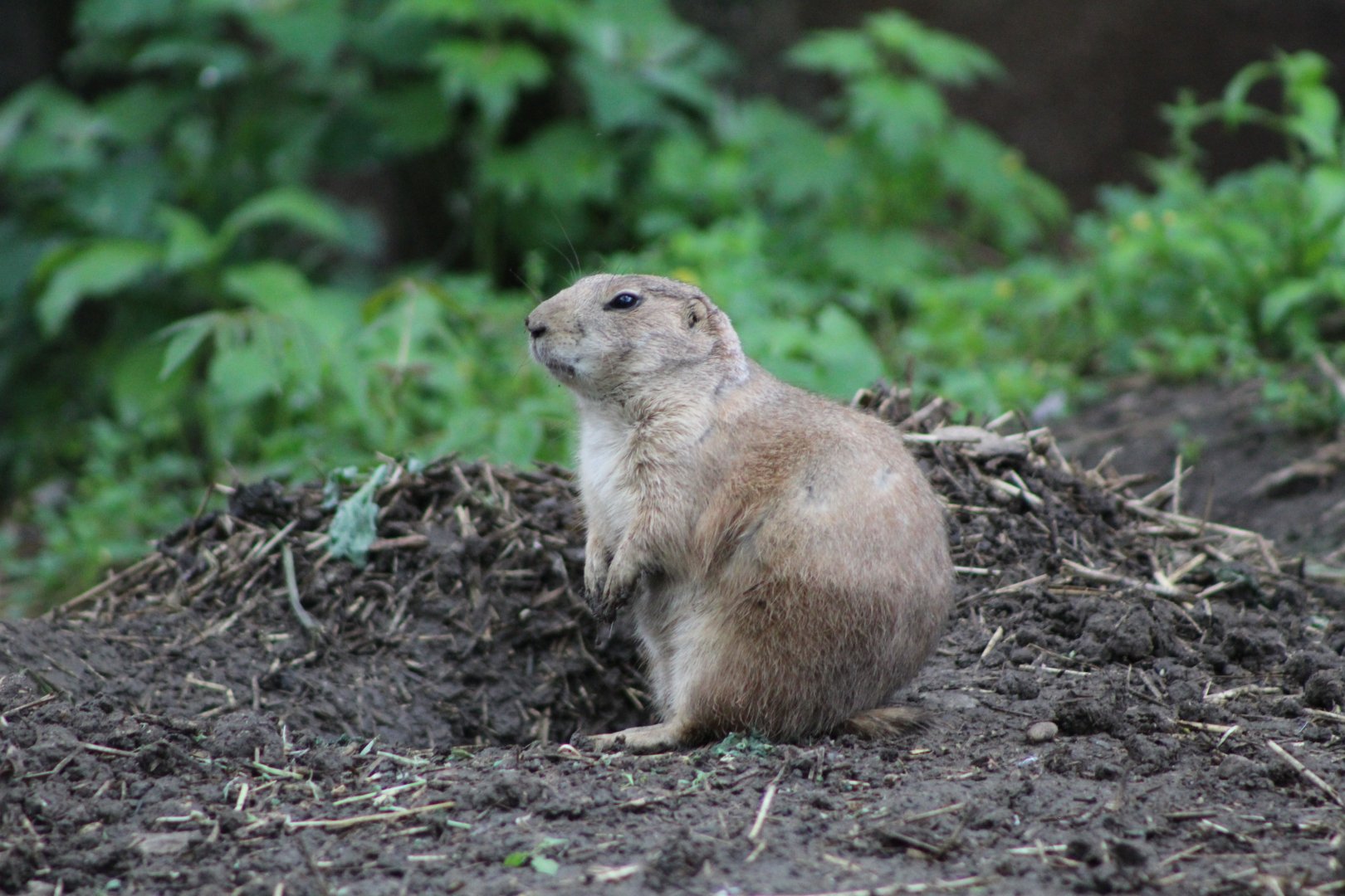 The Elusive Prairie Dog