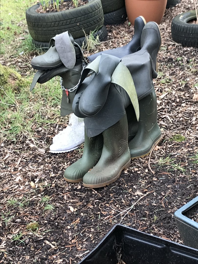 The elusive Welly Dog