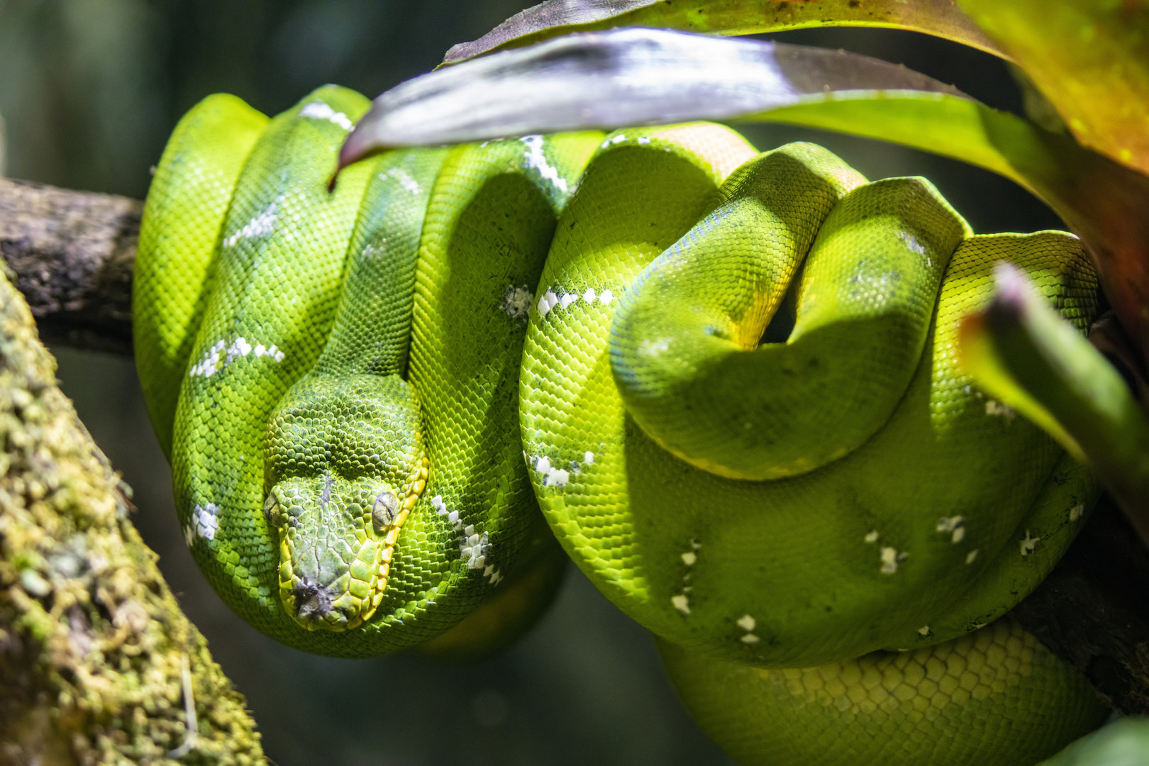 The emerald tree boa (Corallus caninus)