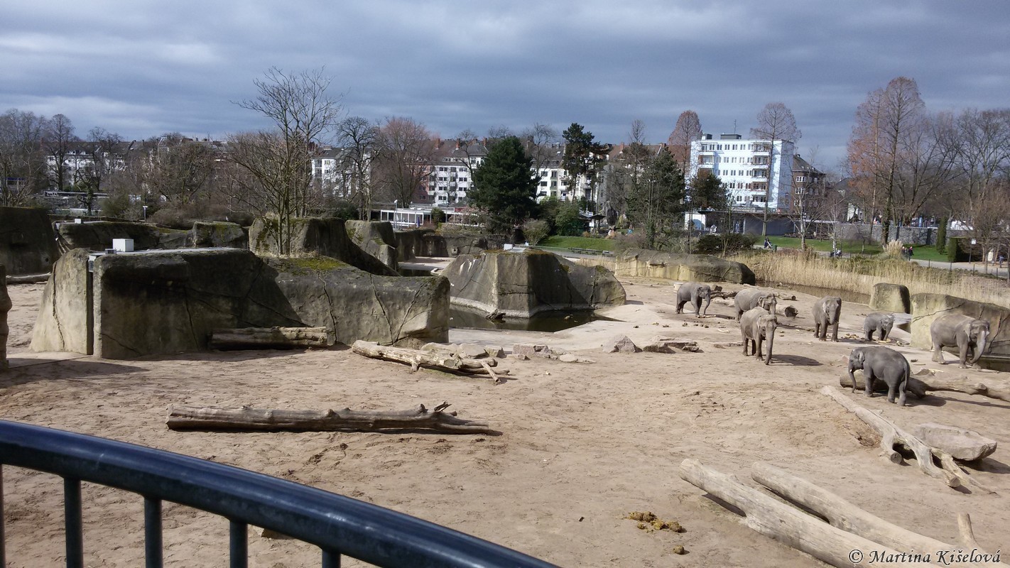 The enclosure for Asian elephants