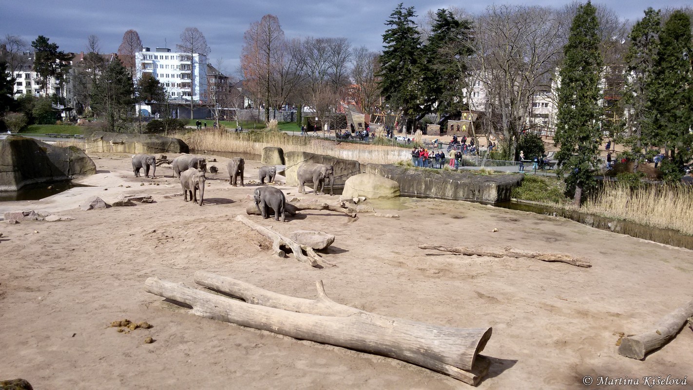 The enclosure for Asian elephants