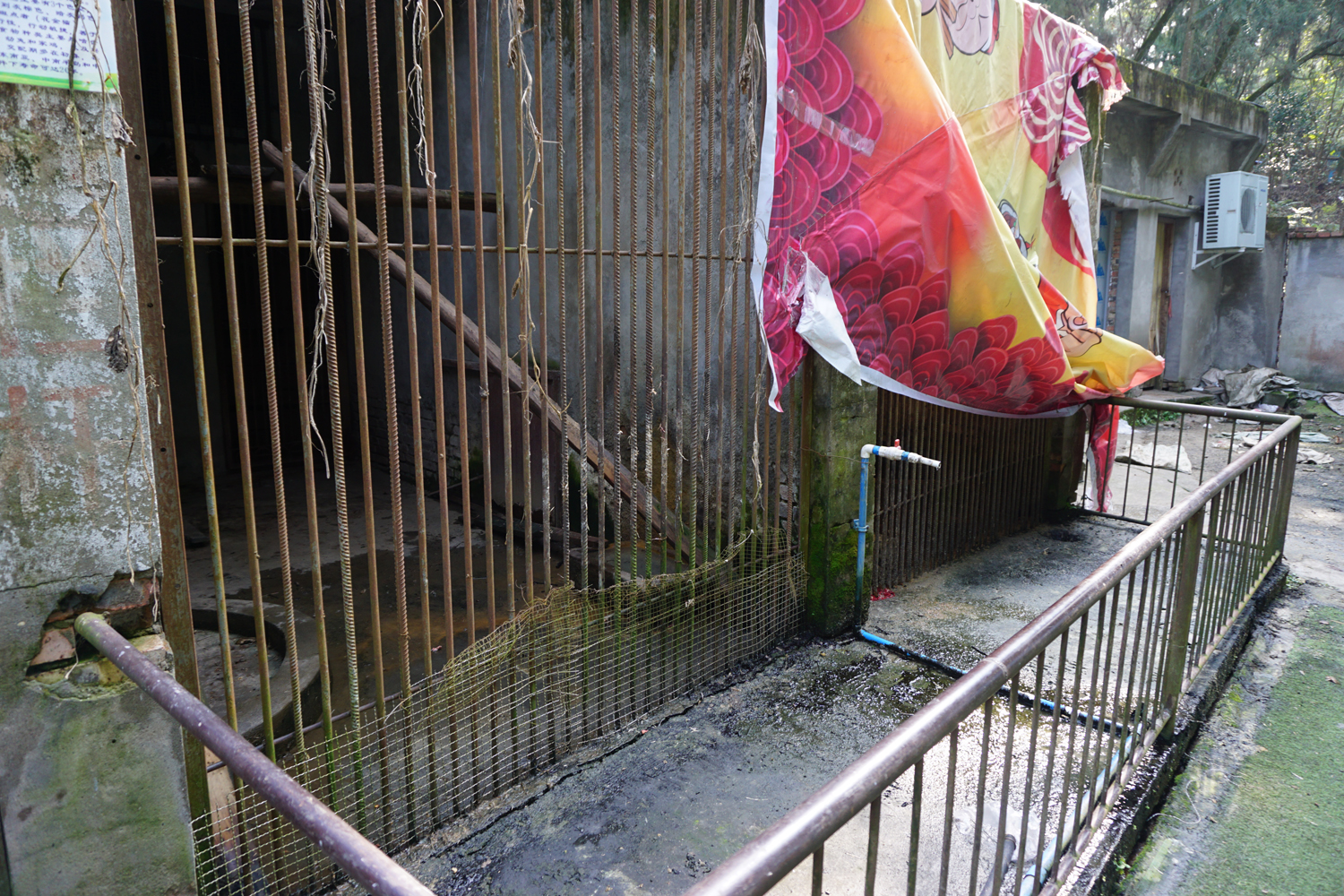The enclosure for golden cat in Shehong zoo
