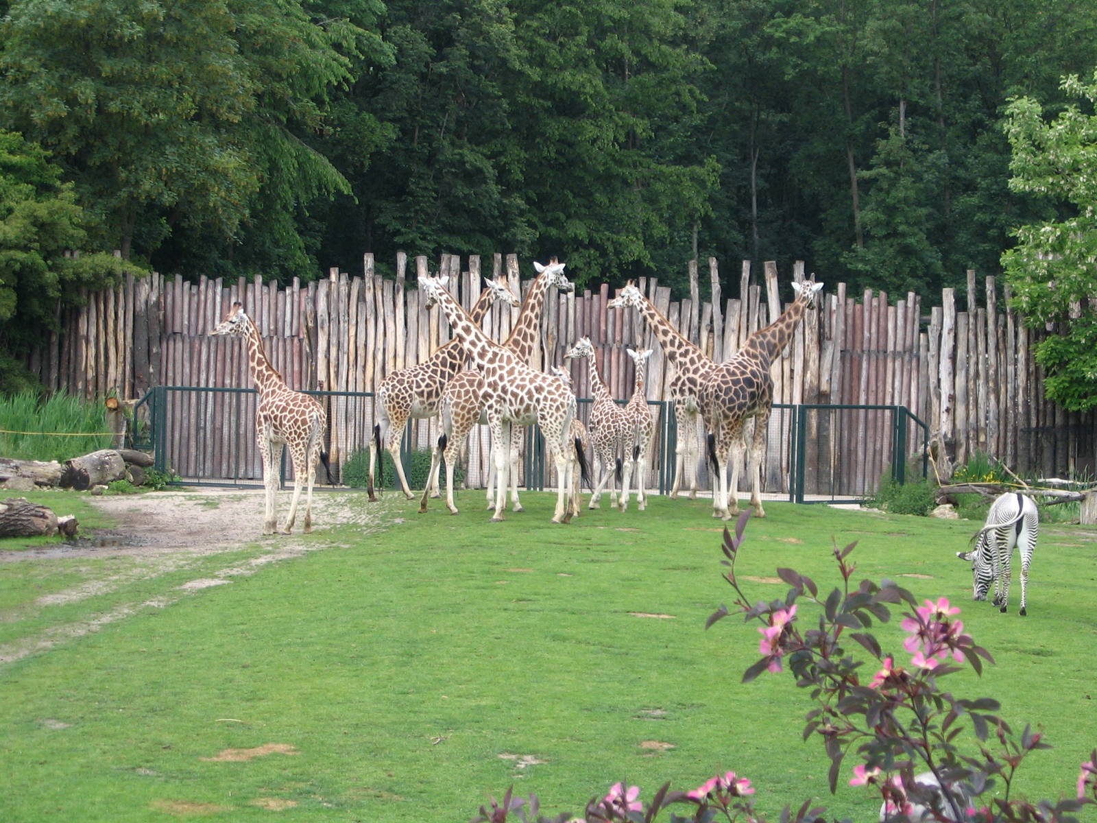 The entire group of baringo giraffes