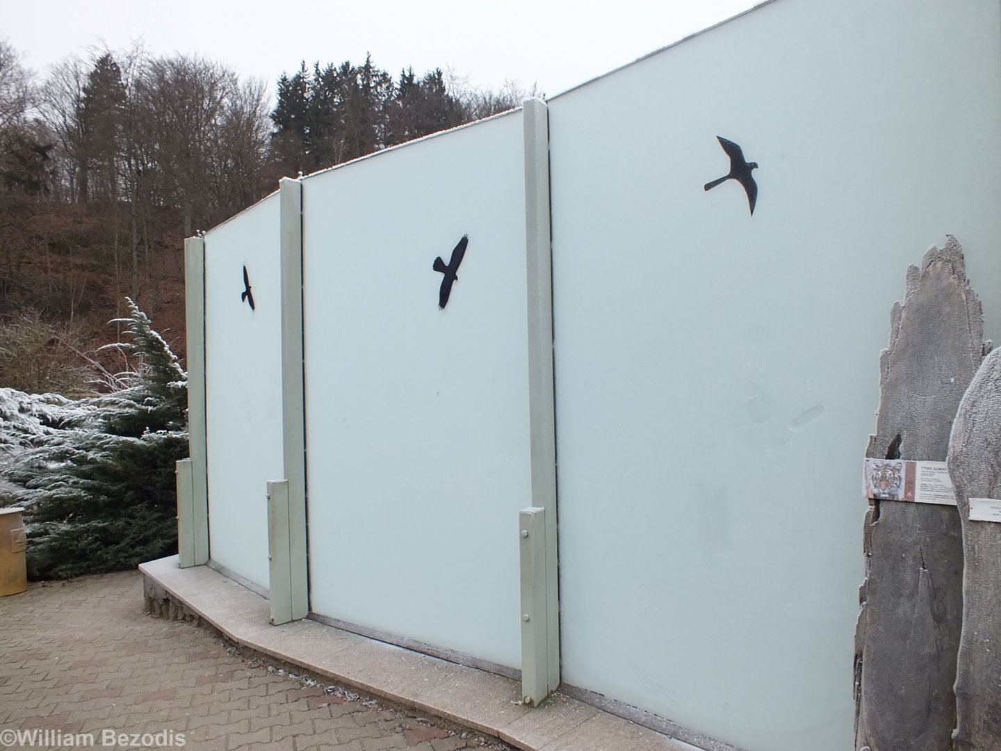 The Entirety of my View of the Tiger Outdoor Enclosure (glass completely frosted over)