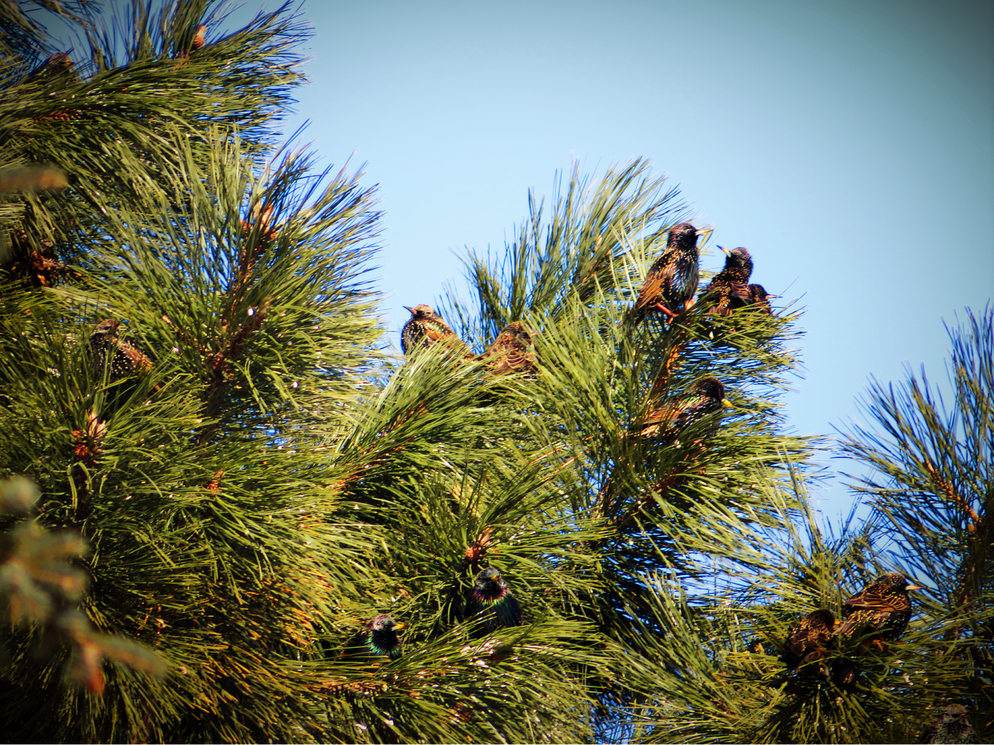 The European starling tree hotel