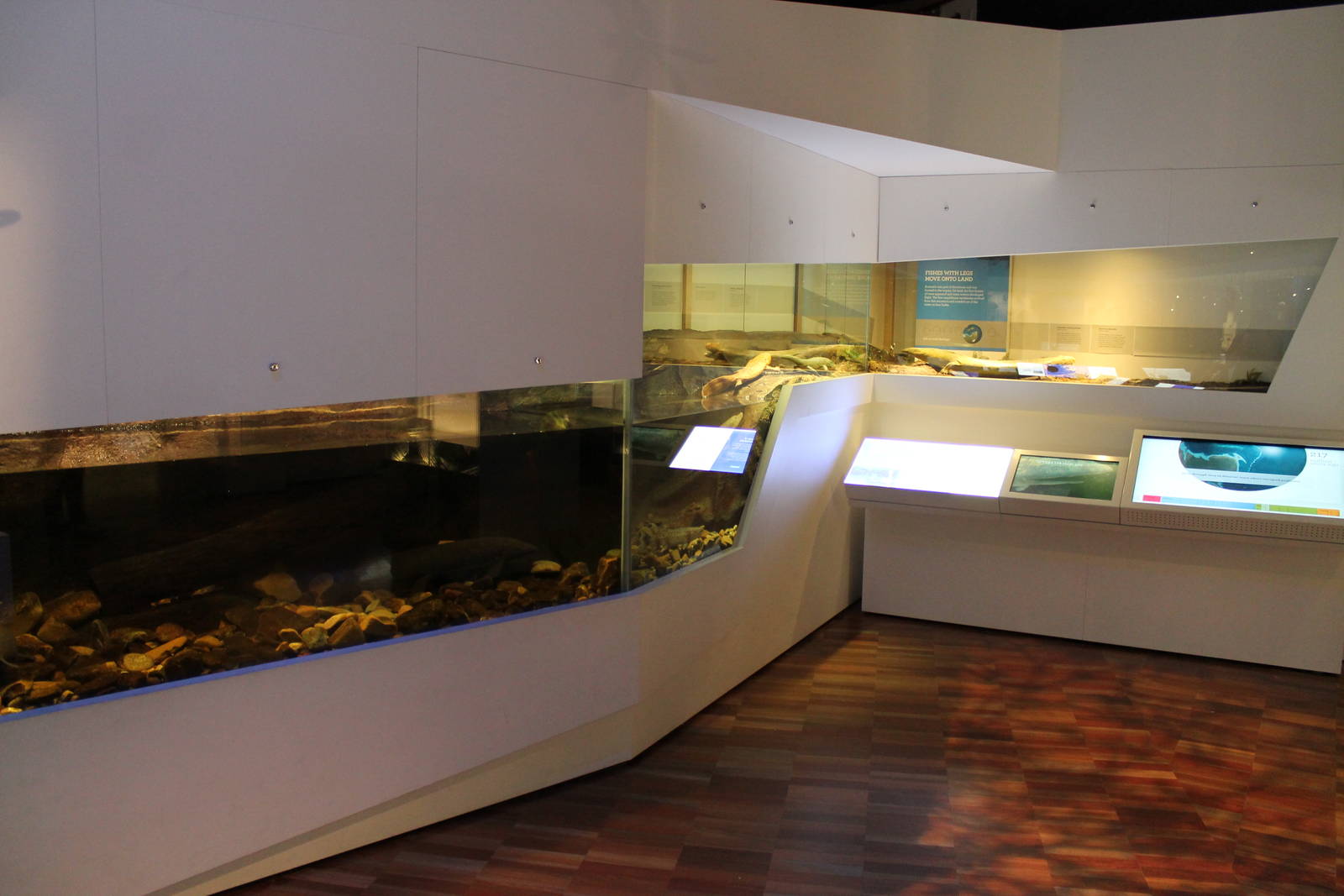 the evolution of terrestrial vertebrates