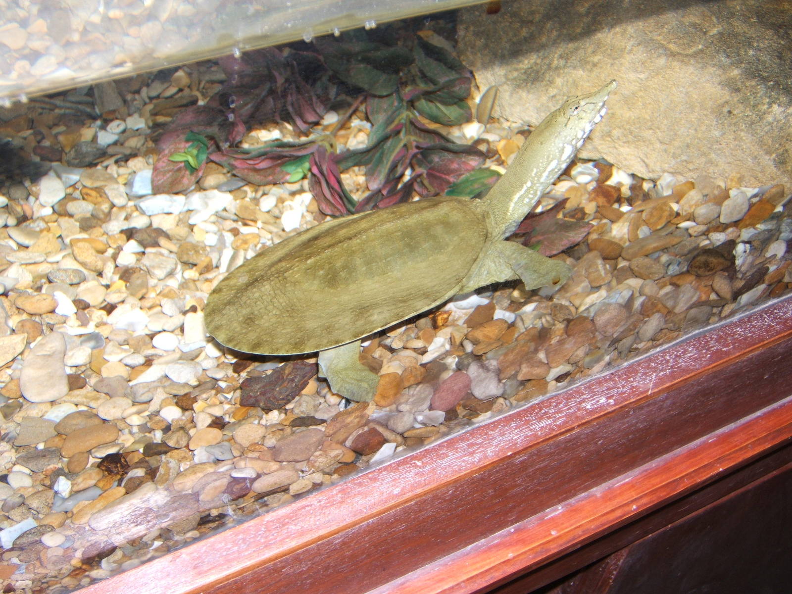 The Exotic Pet Refuge