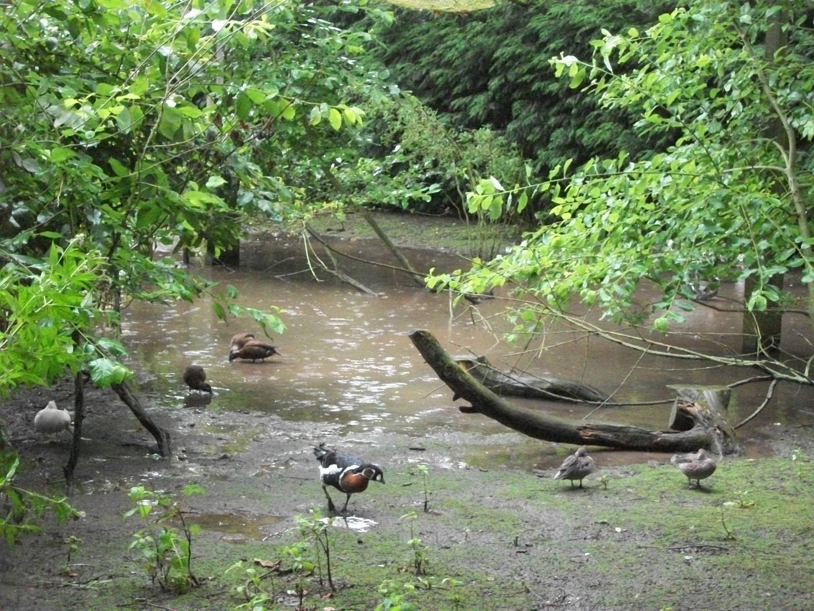 The extra pond has returned, 10th August 2014