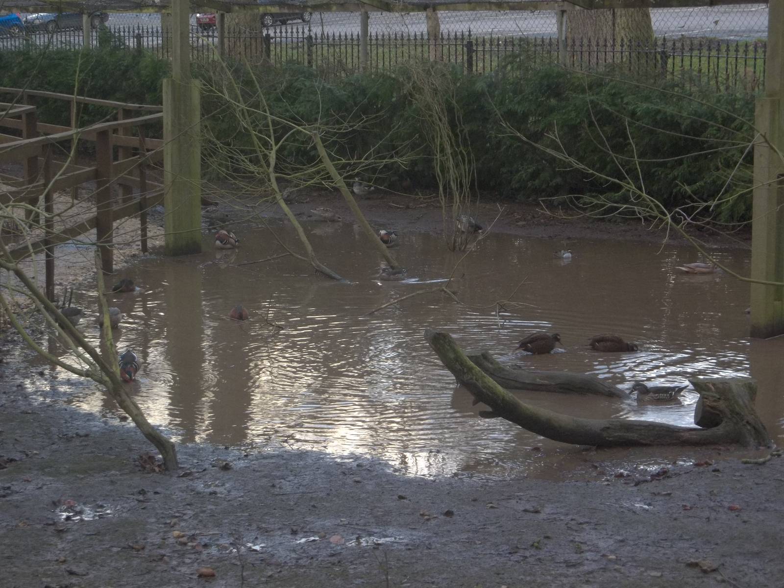 The extra pond has returned (again), 1st February 2015